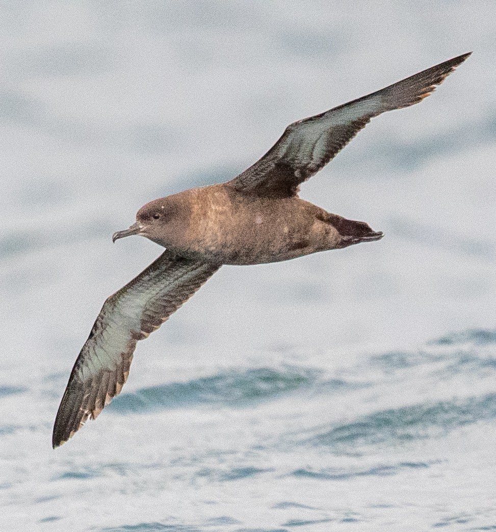 Sooty Shearwater - Michael  Hingerty