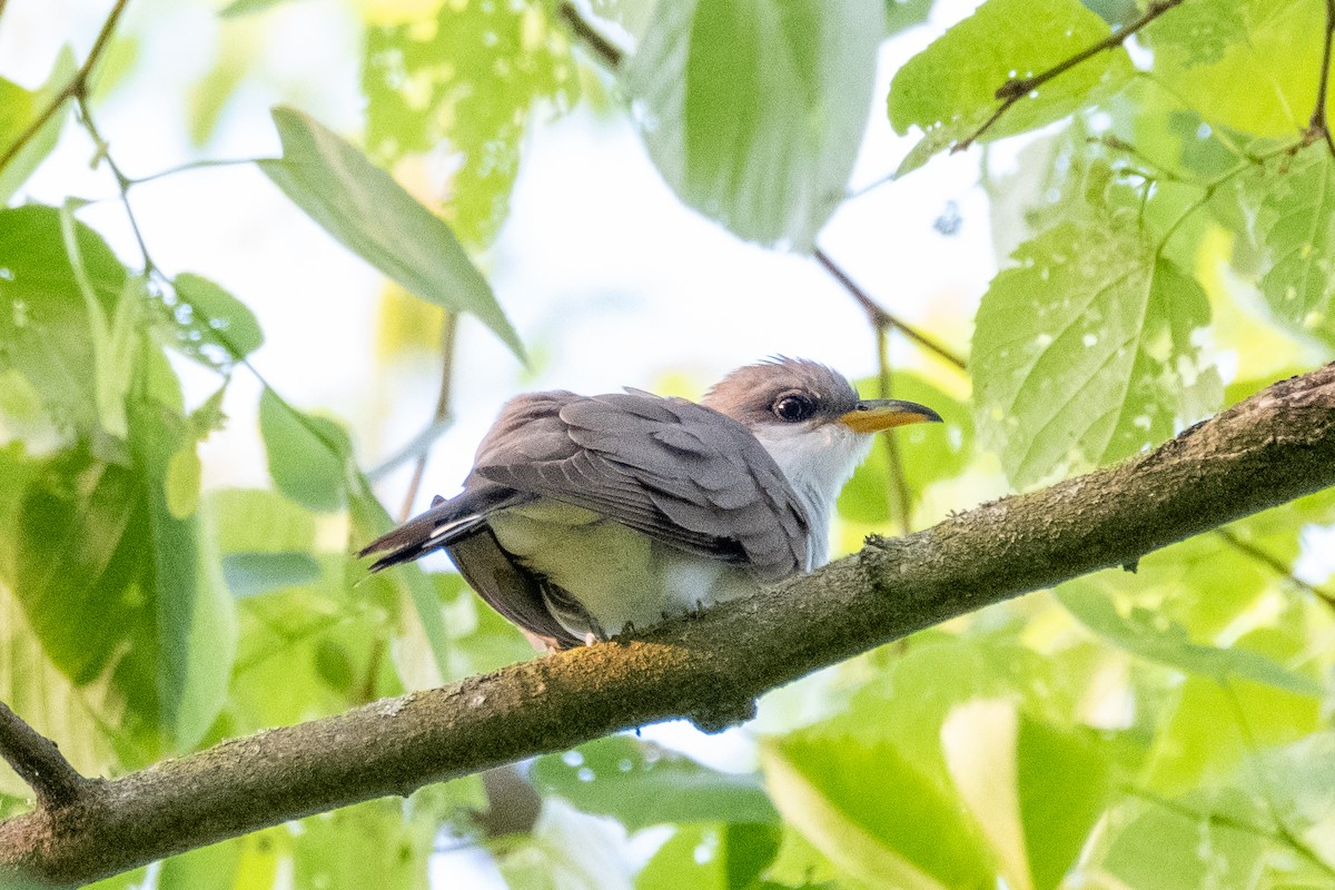 Yellow-billed Cuckoo - Scott Dresser