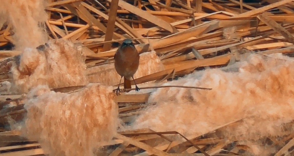 Rufous-backed Redstart - ML341484781