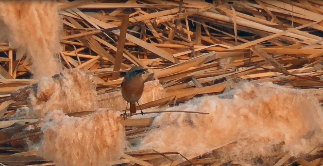 Rufous-backed Redstart - Sayib Khaliq