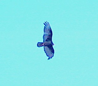 Turkey Vulture - ML341484801