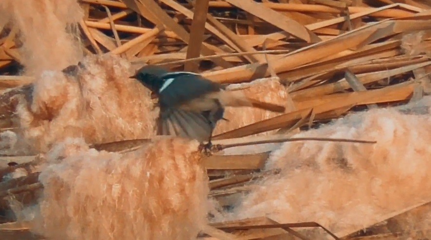 Rufous-backed Redstart - Sayib Khaliq