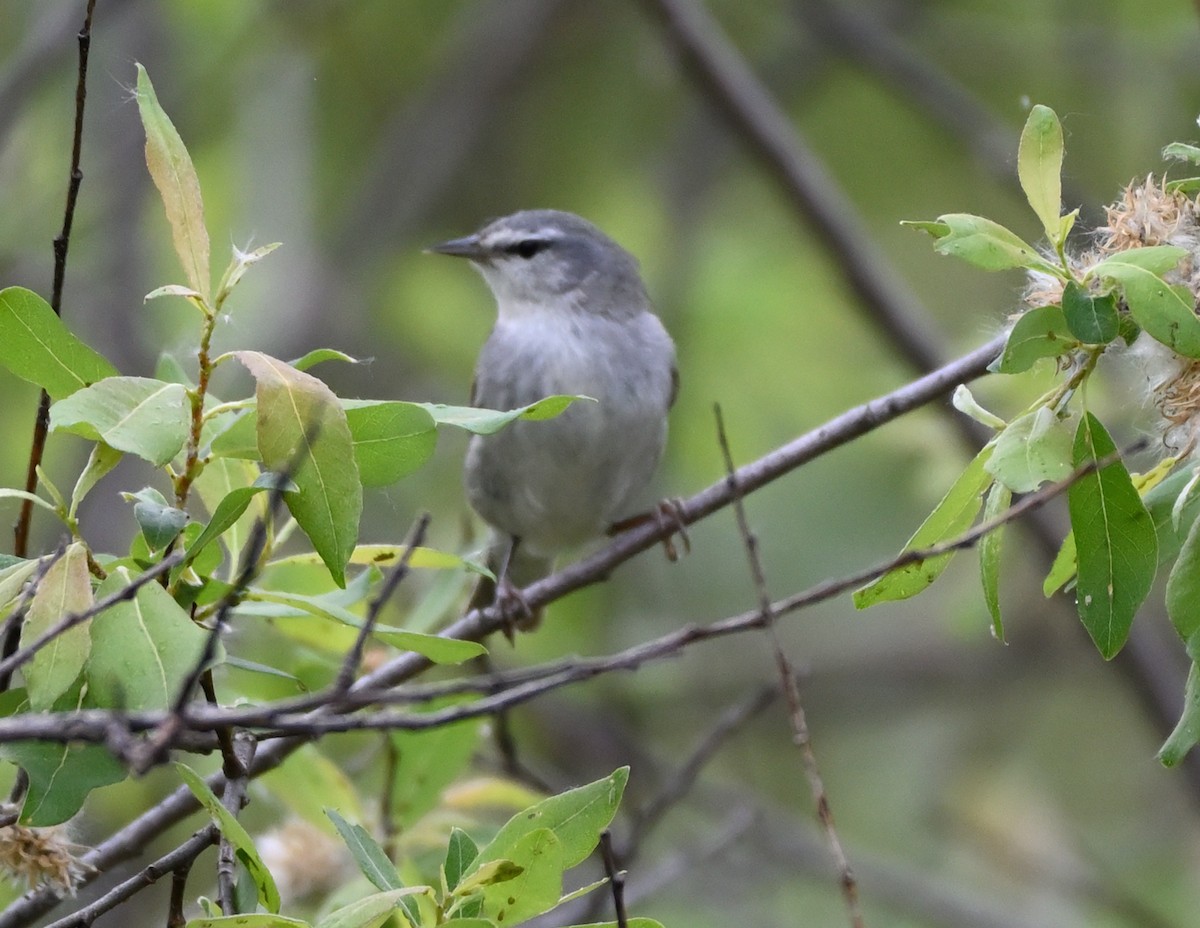 Tennessee Warbler - ML341485261