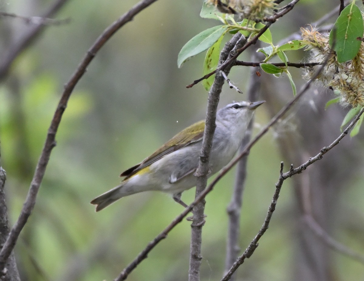 Tennessee Warbler - ML341485281