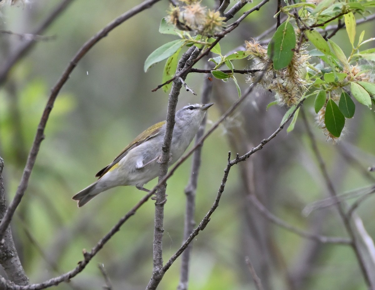 Tennessee Warbler - ML341485291