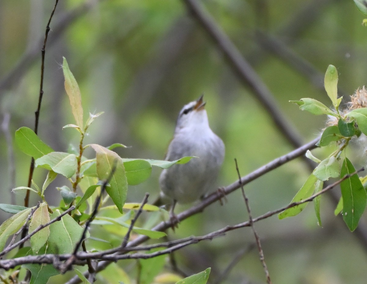 Tennessee Warbler - ML341485301