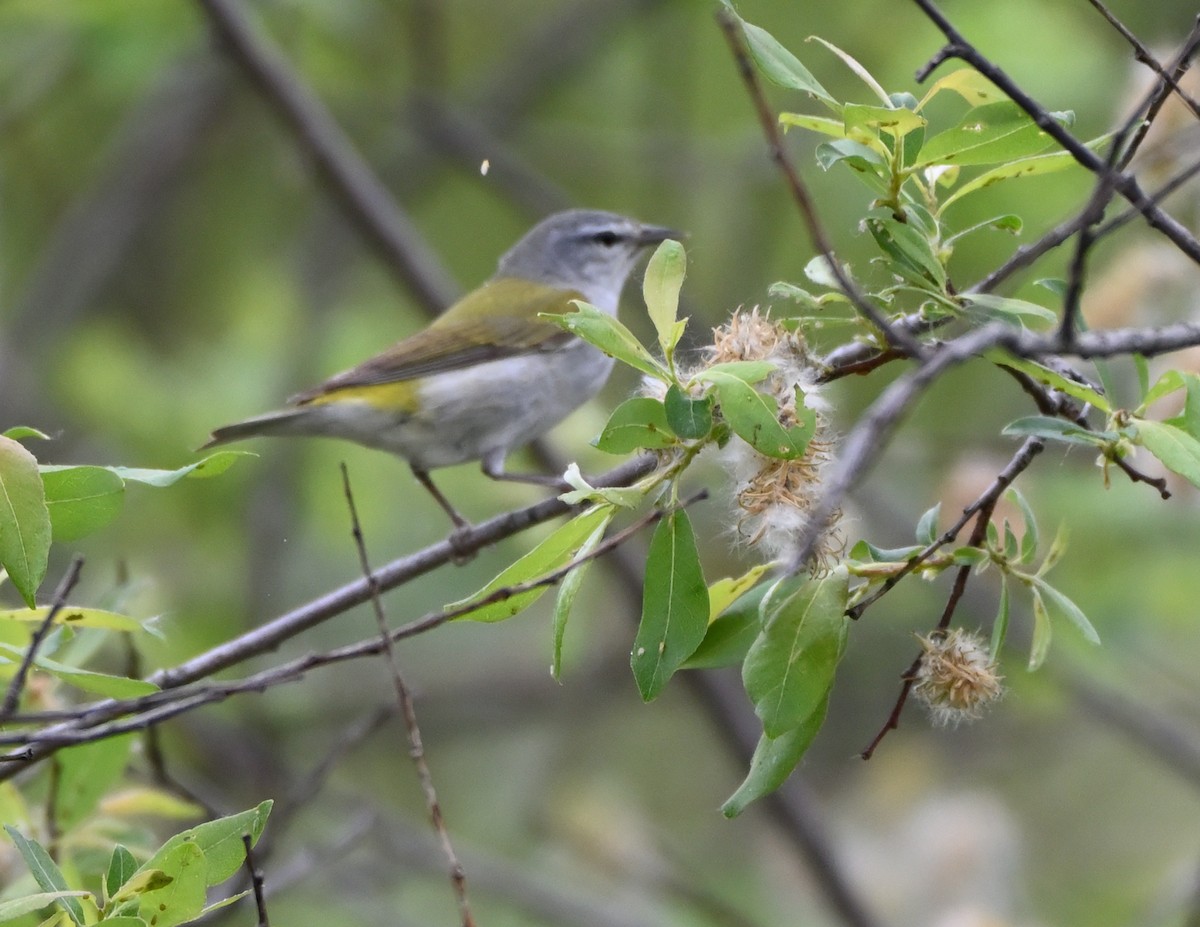 Tennessee Warbler - ML341485311