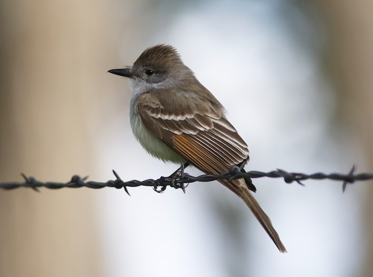 Ash-throated Flycatcher - ML341485691