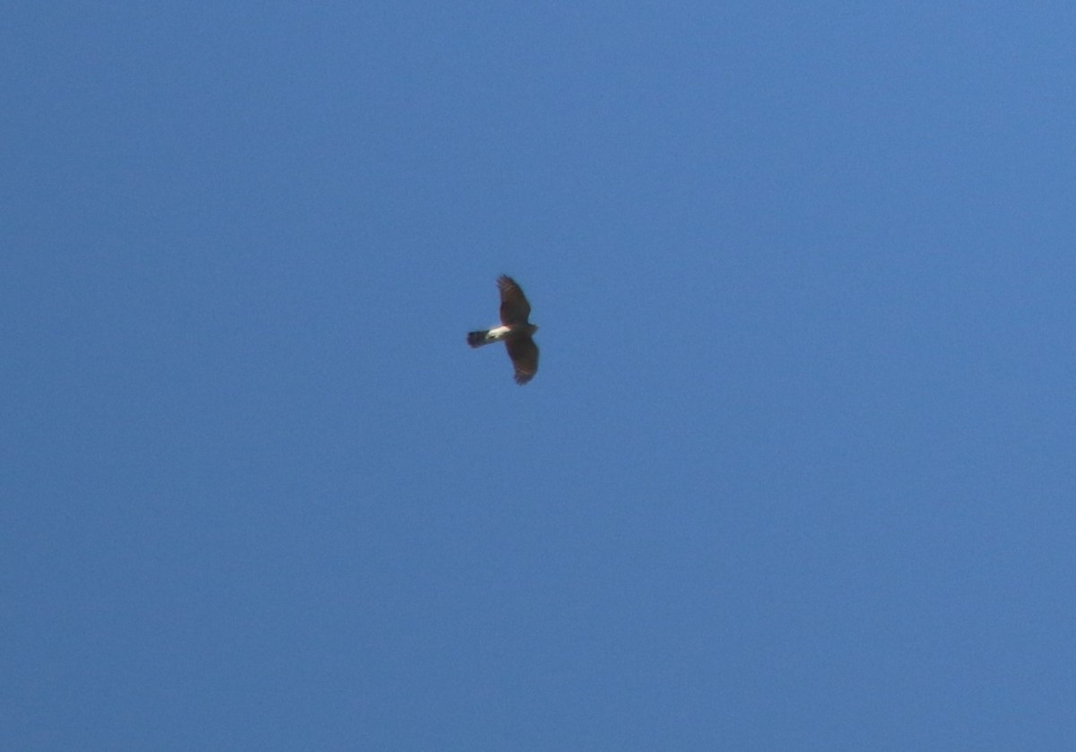 Eurasian Sparrowhawk - ML34148681