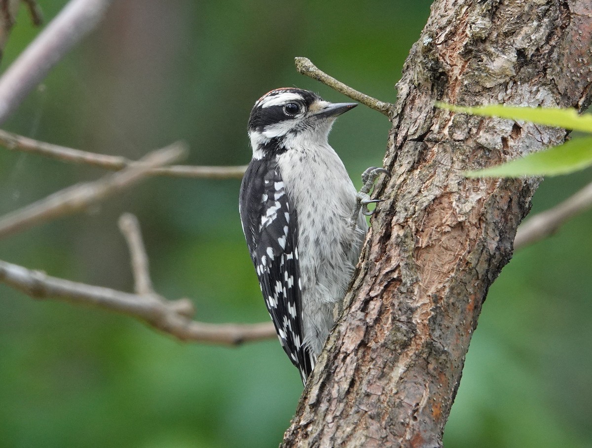 Downy Woodpecker - ML341487221
