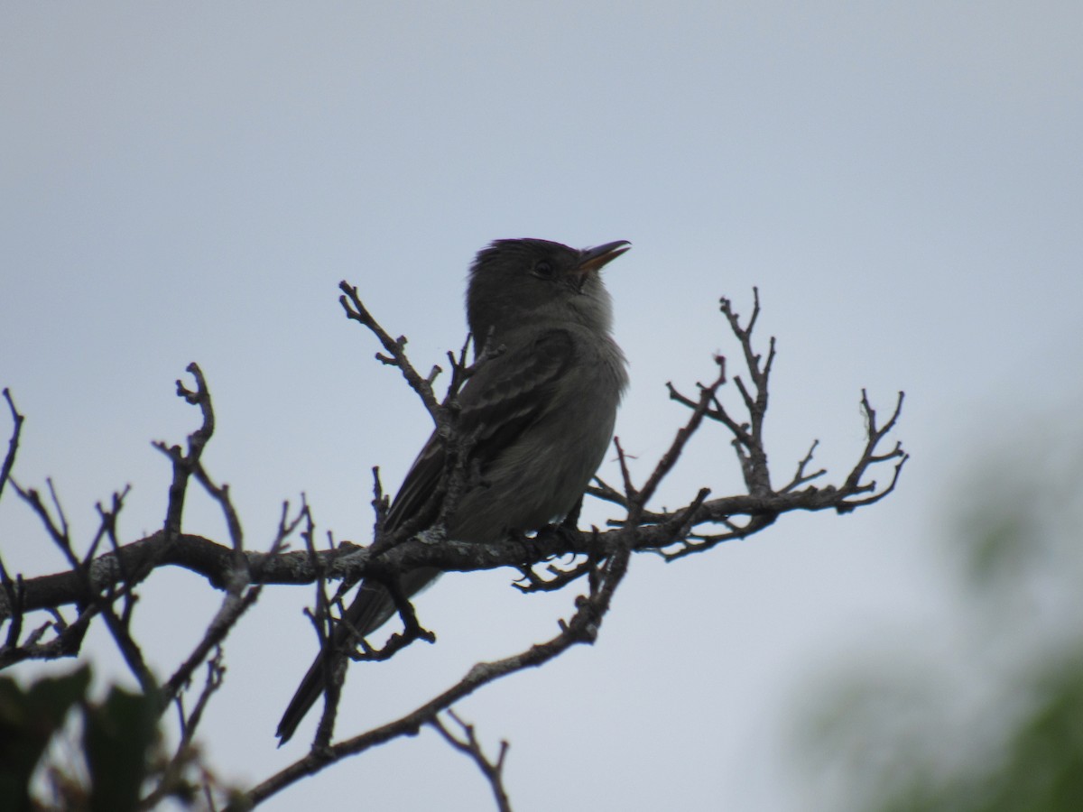 Eastern Wood-Pewee - ML341487571