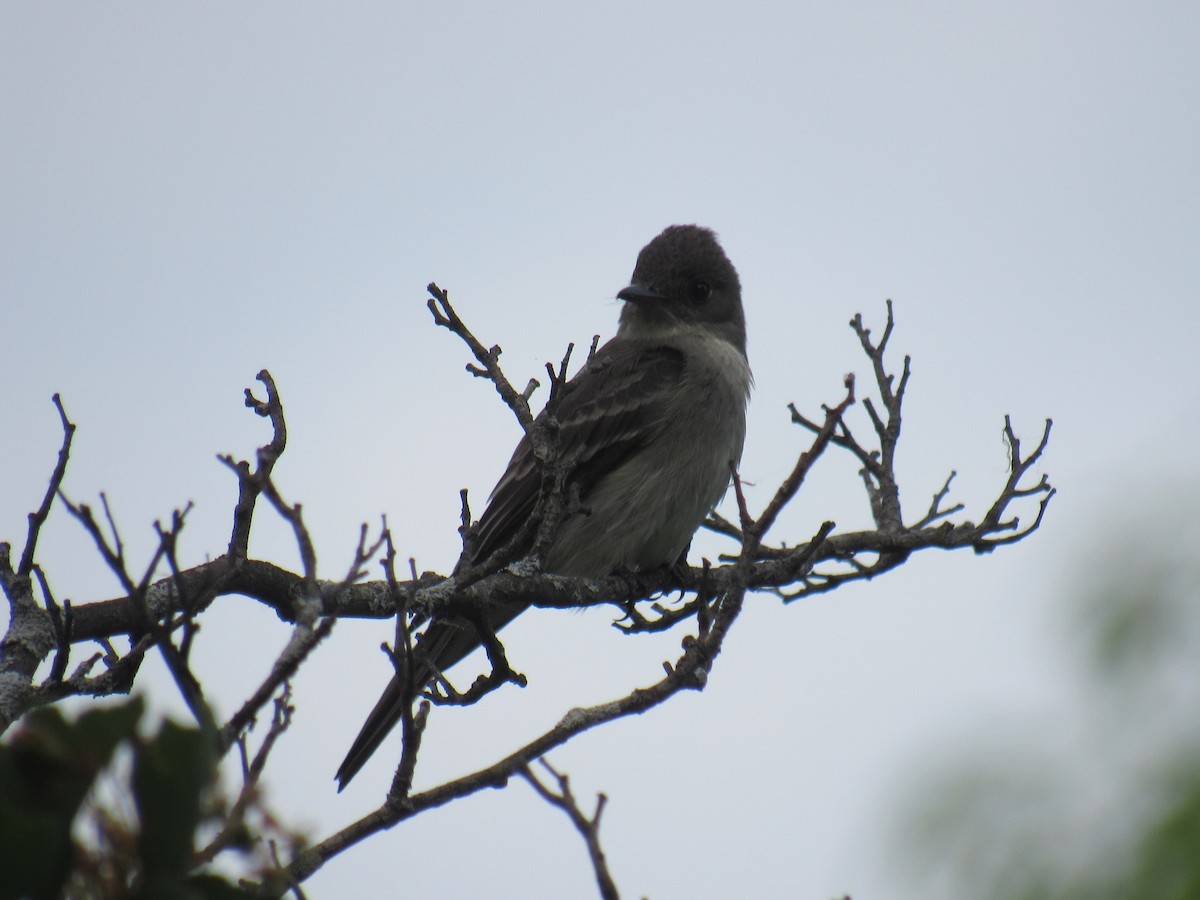 Eastern Wood-Pewee - ML341487651