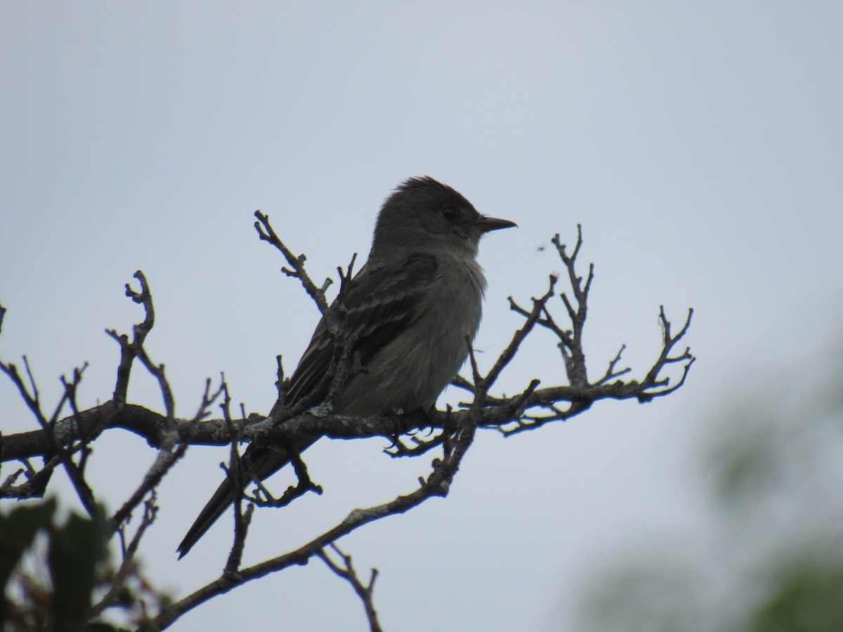 Eastern Wood-Pewee - ML341487661