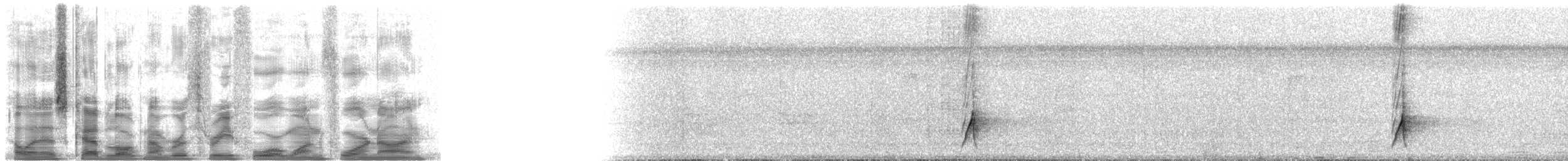 Schwarzschnabeldrossel (debilis) - ML34149