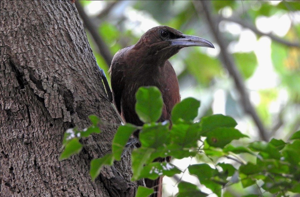 Great Rufous Woodcreeper - ML34149031