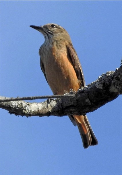 Streak-throated Bush-Tyrant - ML34149081