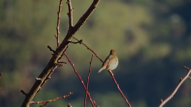 Chestnut Bunting - ML341490871