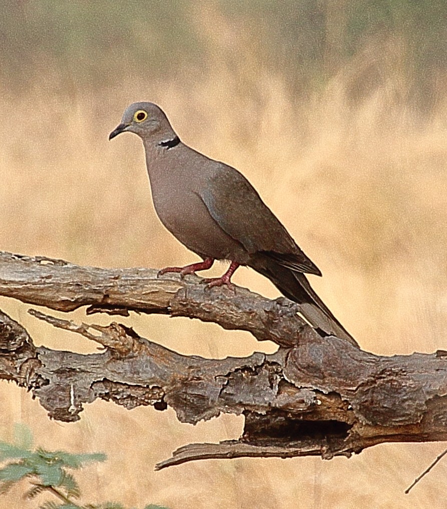 Burmese Collared-Dove - ML341491981