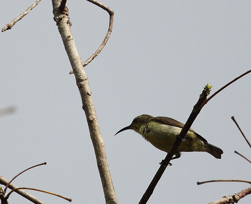 Ornate Sunbird - Gobind Sagar Bhardwaj