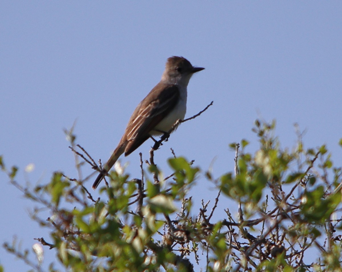 Great Crested Flycatcher - ML341494351