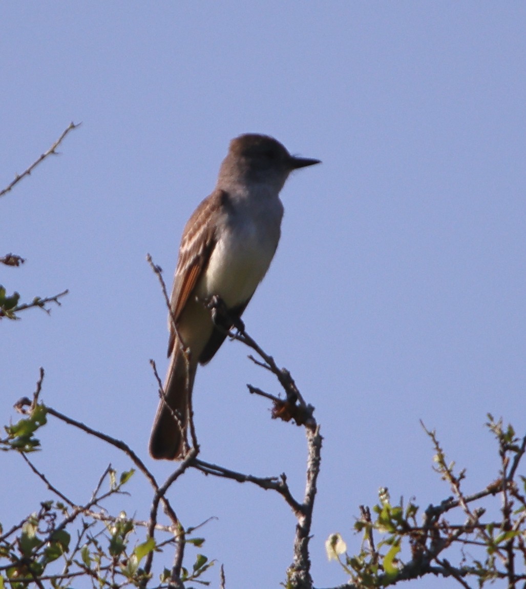 Great Crested Flycatcher - ML341494371