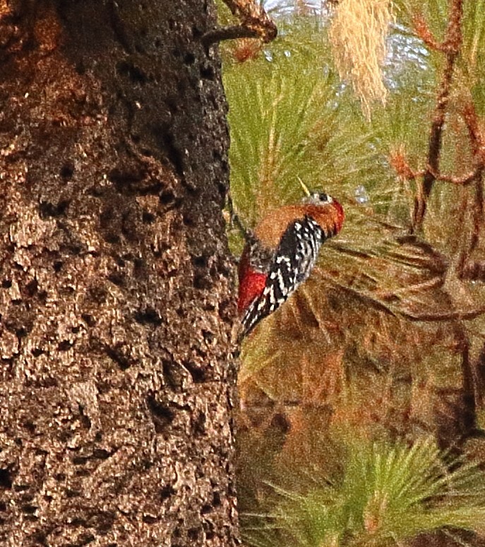 Rufous-bellied Woodpecker - Brian Cox