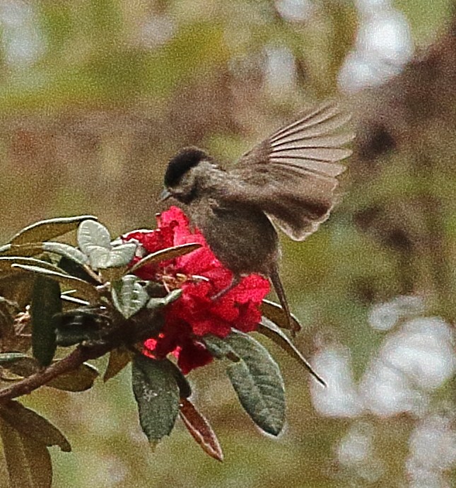 Black-bibbed Tit - ML341496831