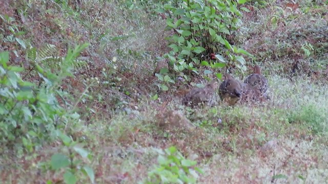 Mountain Bamboo-Partridge - ML341497221