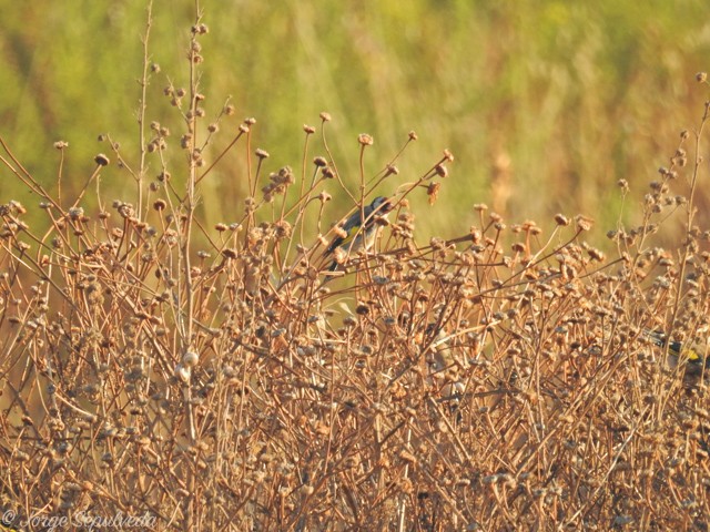 European Goldfinch - ML34149731