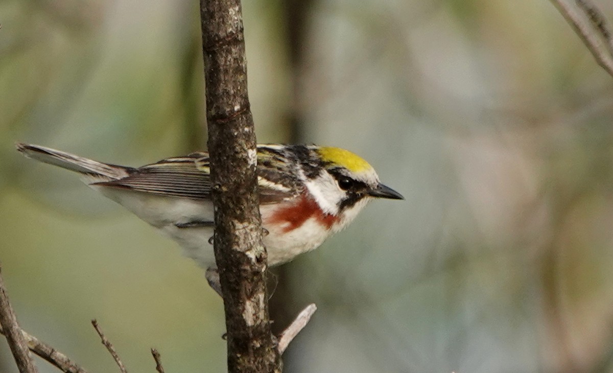 Chestnut-sided Warbler - ML341497601