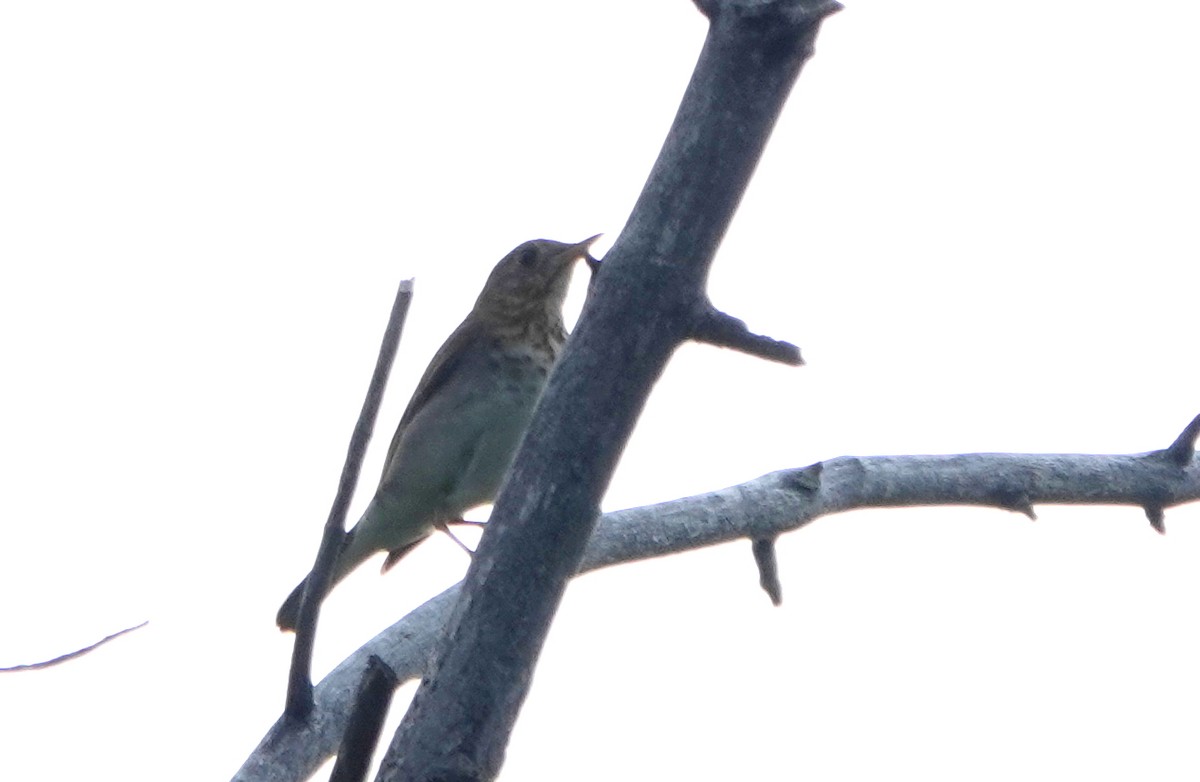 Swainson's Thrush - ML341497681