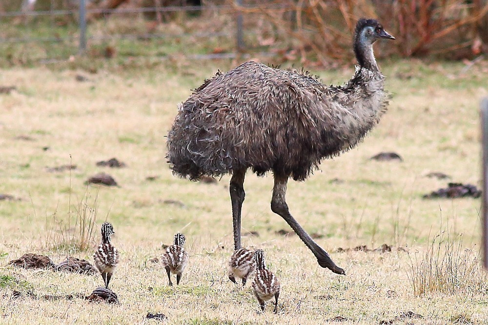 Emu - ML34149831