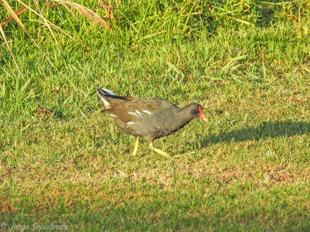 紅冠水雞 - ML34149841