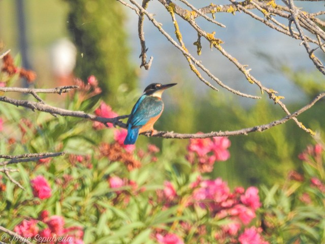 Common Kingfisher - ML34149971