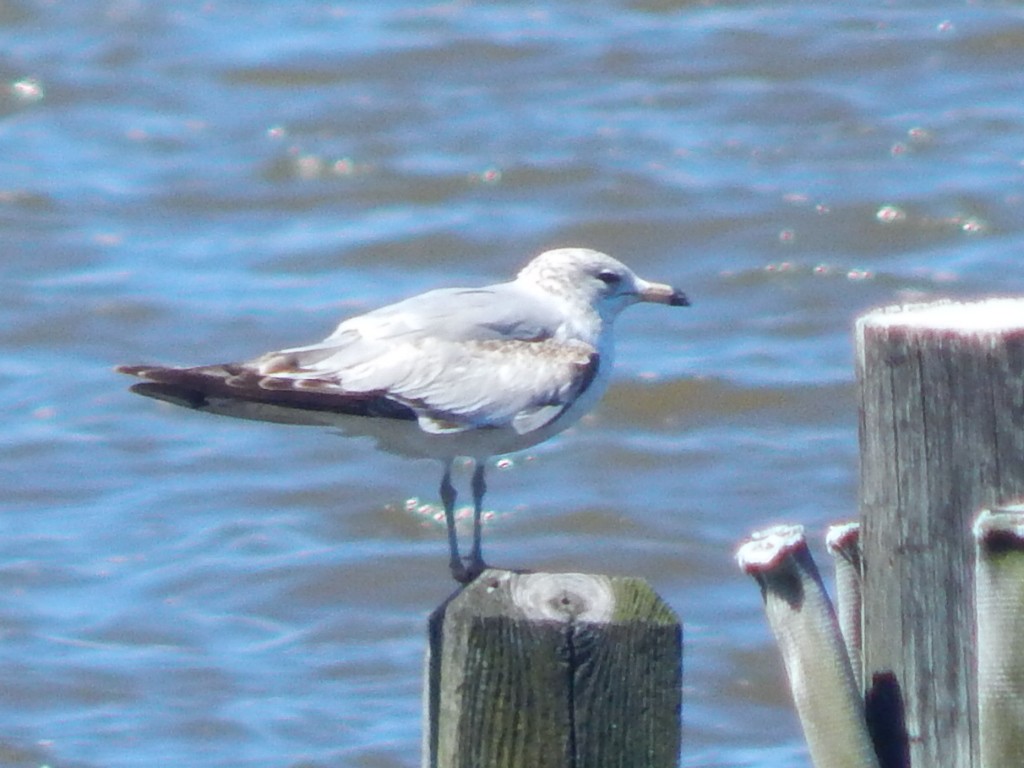 Ring-billed Gull - ML34150031