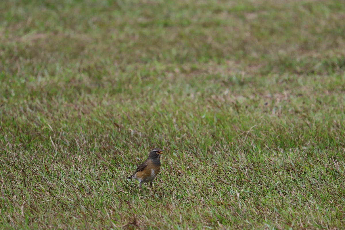 Eyebrowed Thrush - ML341500341