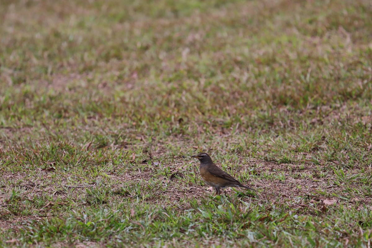 Eyebrowed Thrush - ML341500381
