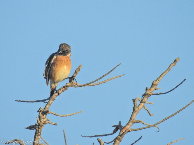 European Stonechat - ML34150051