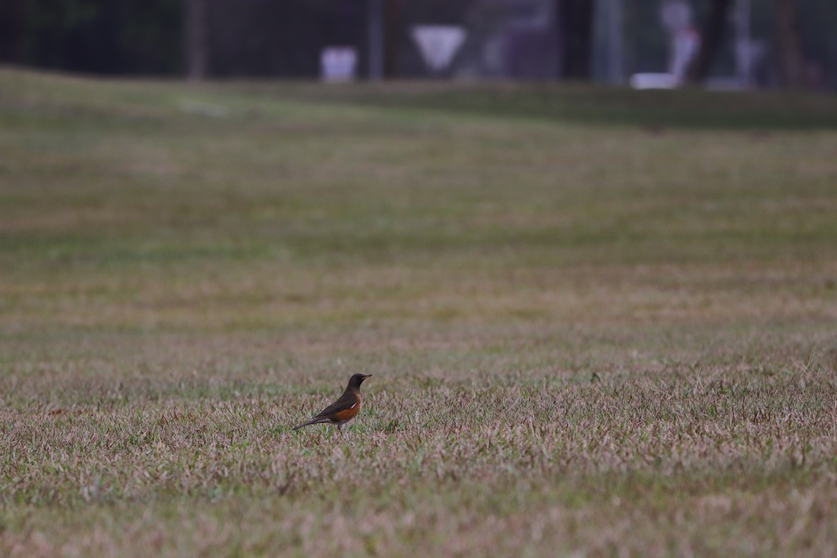 Brown-headed Thrush - ML341500741
