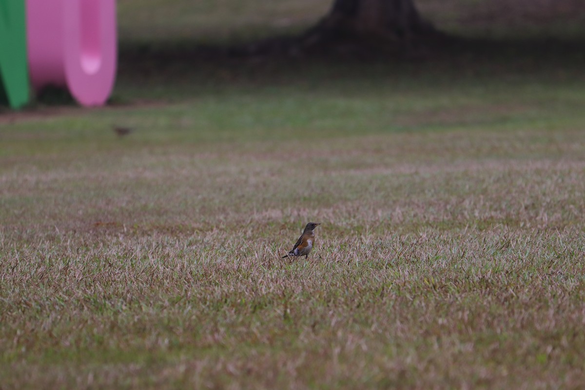 Eyebrowed Thrush - ML341500831
