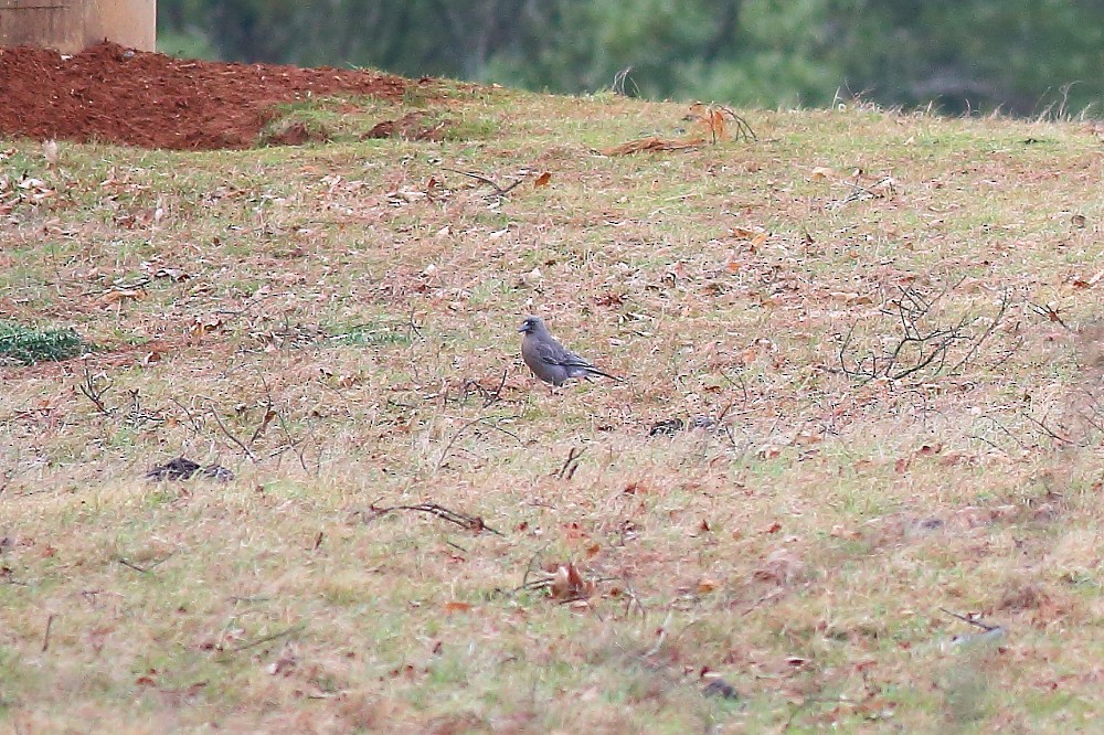 Gray Currawong - ML34150351