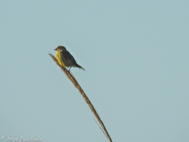 European Greenfinch - ML34150371