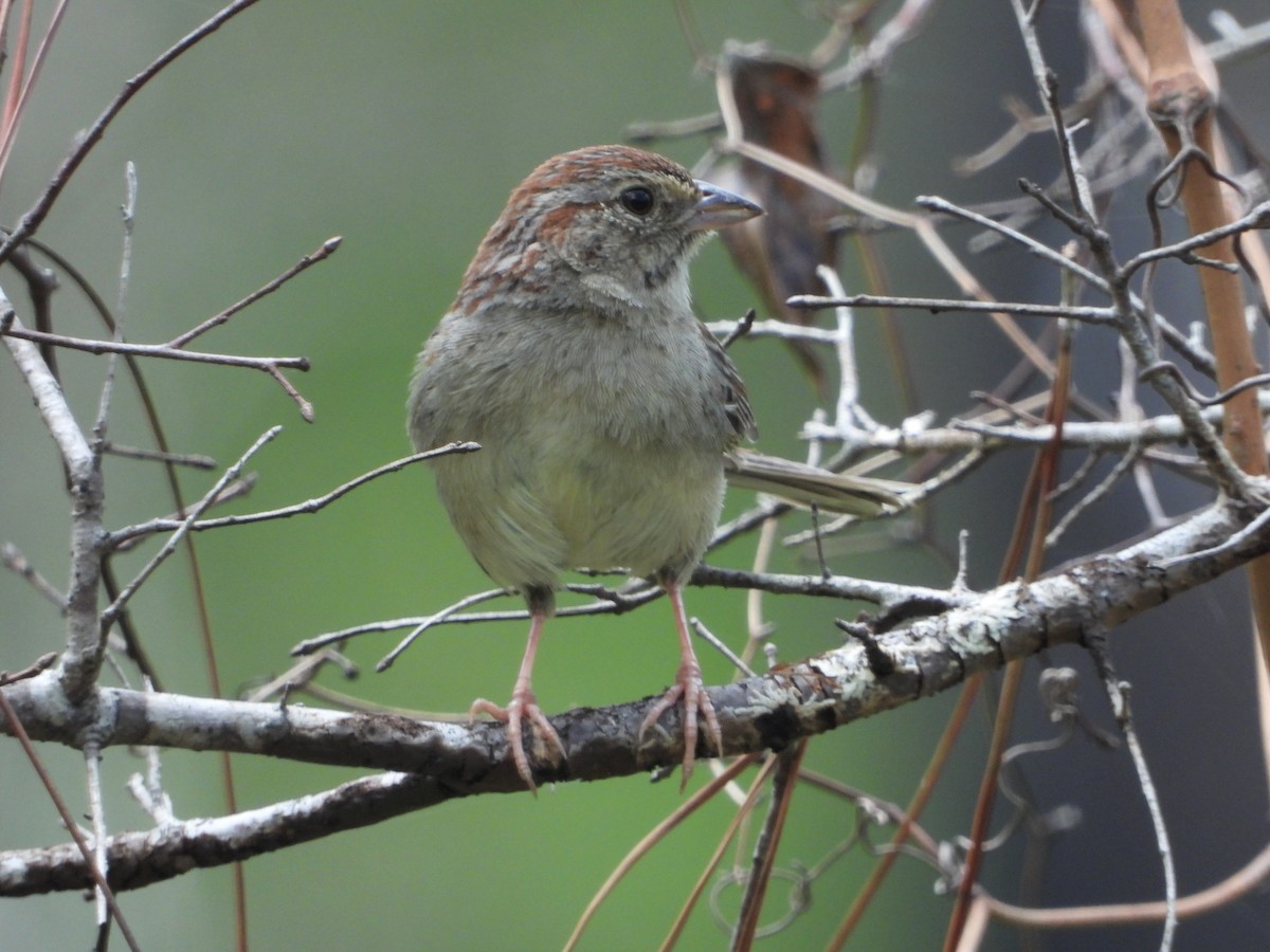 Bachman's Sparrow - ML341504571