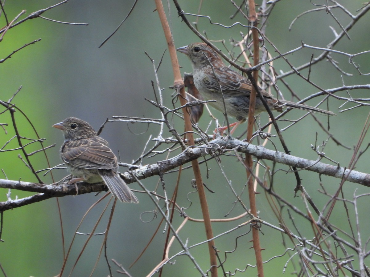 Bachman's Sparrow - ML341504581