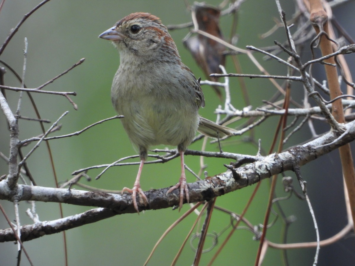 Bachman's Sparrow - ML341504591