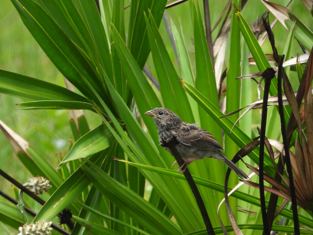 Bachman's Sparrow - ML341504601