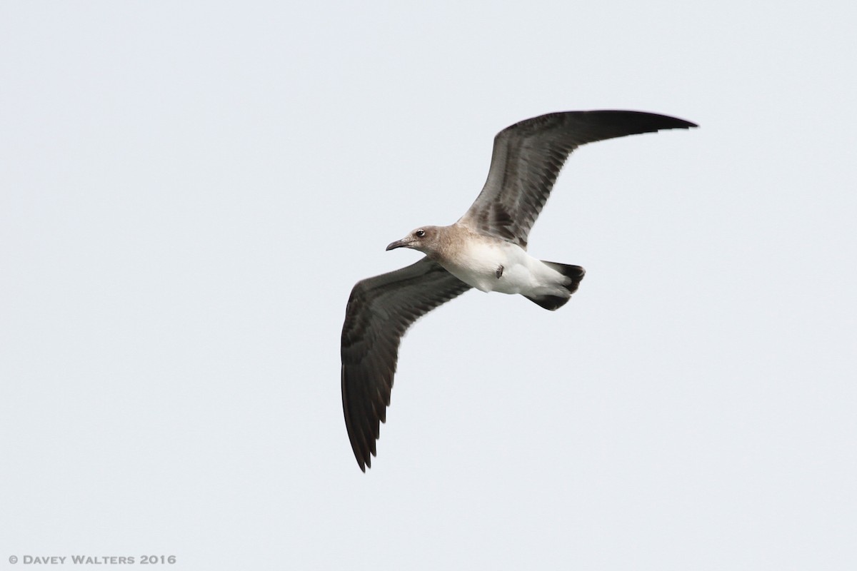 Mouette atricille - ML34150471