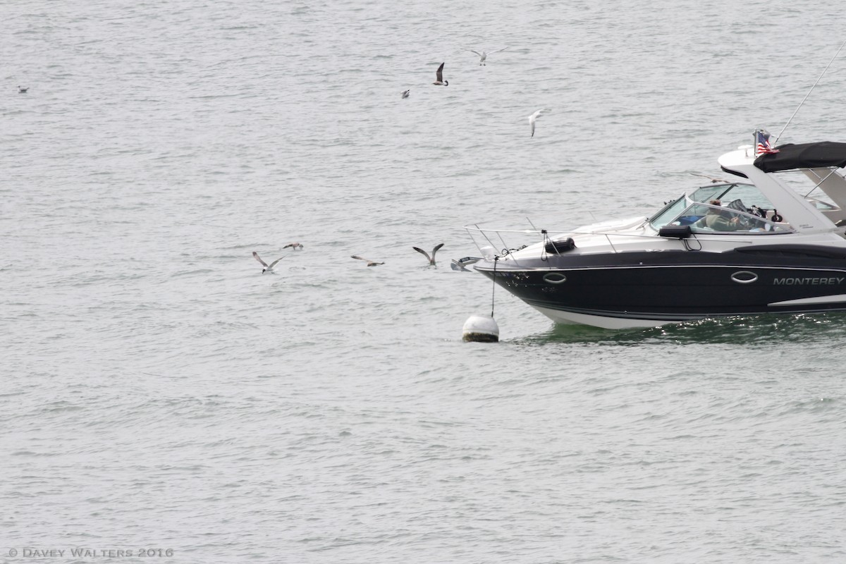 Laughing Gull - ML34150481