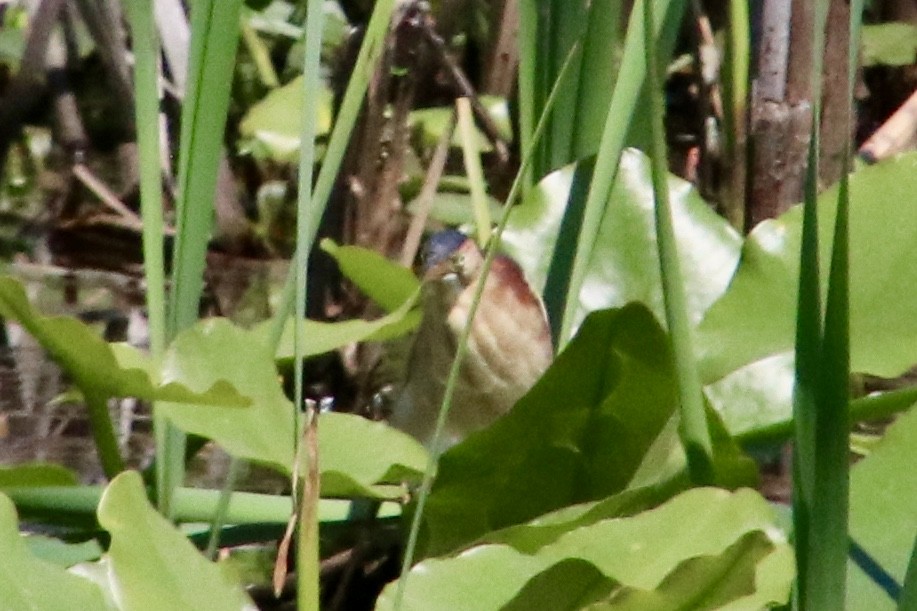 Least Bittern - ML341505071