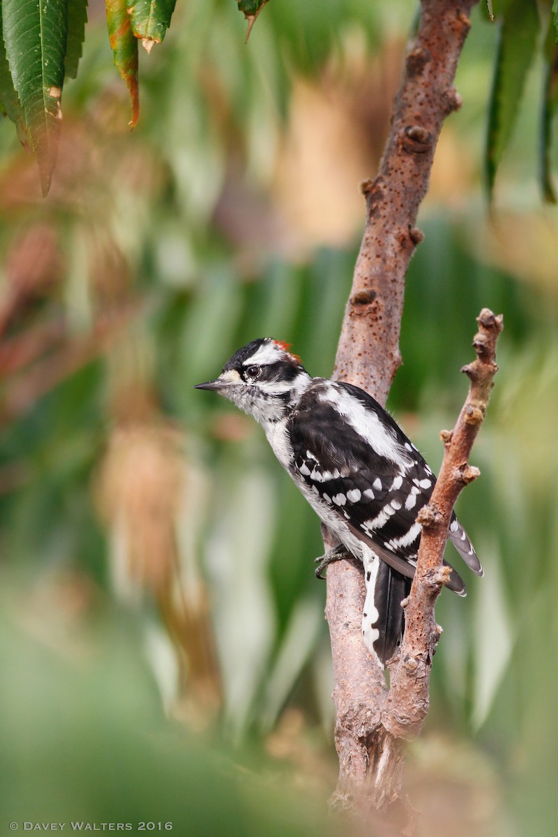 Yumuşak Tüylü Ağaçkakan (pubescens/medianus) - ML34150511